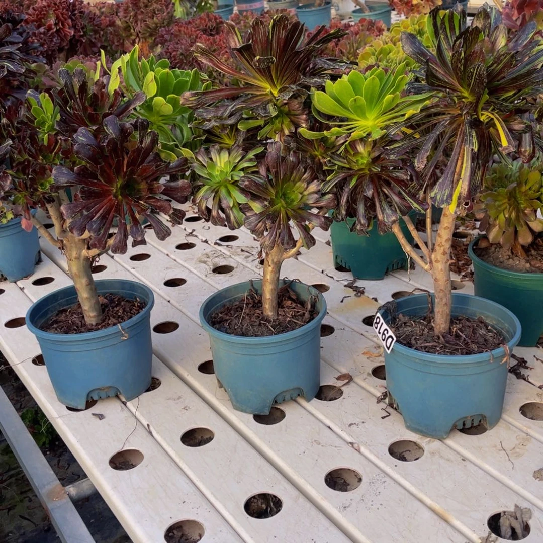 三盆法师7////33包邮