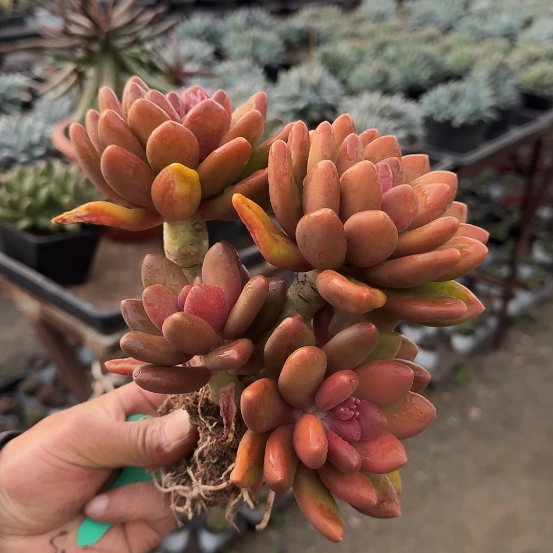 芒果奶酪7头无砍111