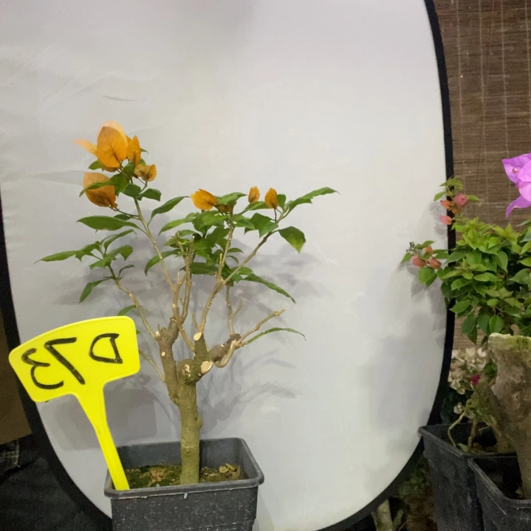 触**灵三角梅变色龙D73