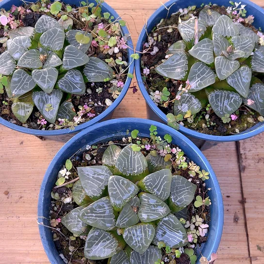 加仑盆月影母本玉露一颗