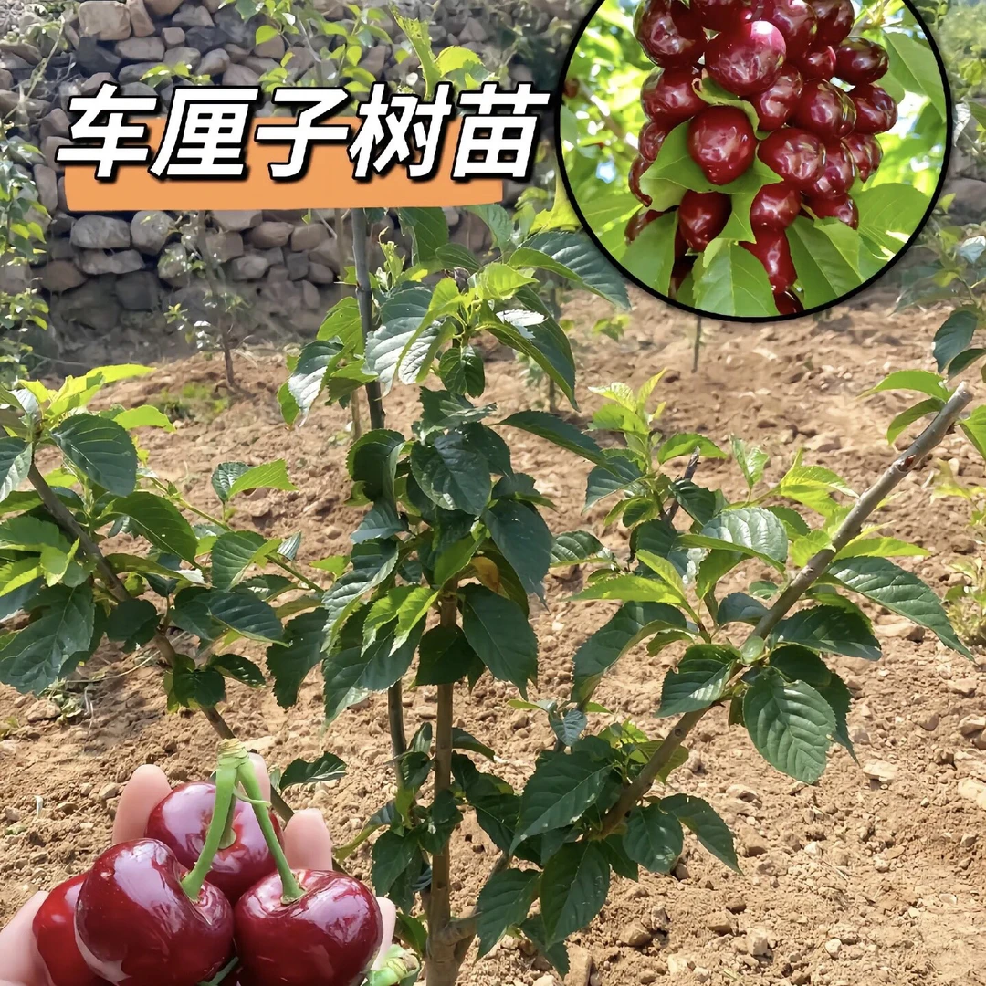 【正宗车厘子大樱桃苗】 嫁接苗  南北方种植 自花授粉