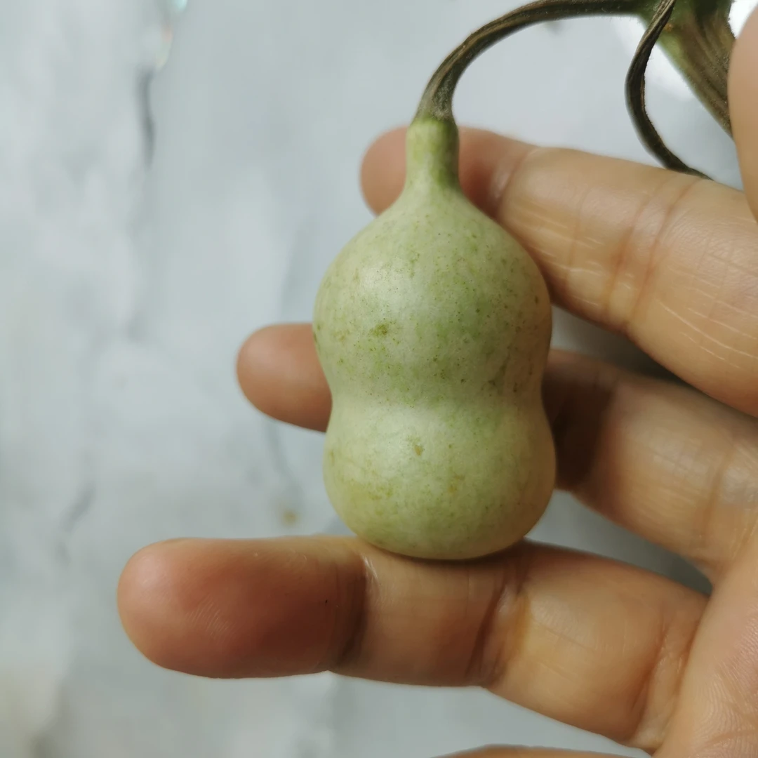 青皮手把小葫芦体验打皮练手佳品
