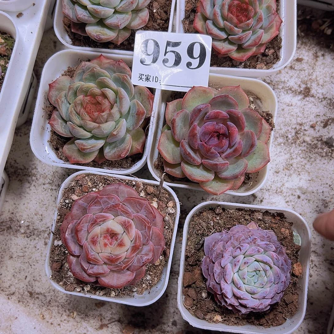 959朱砂组合6盆19包邮