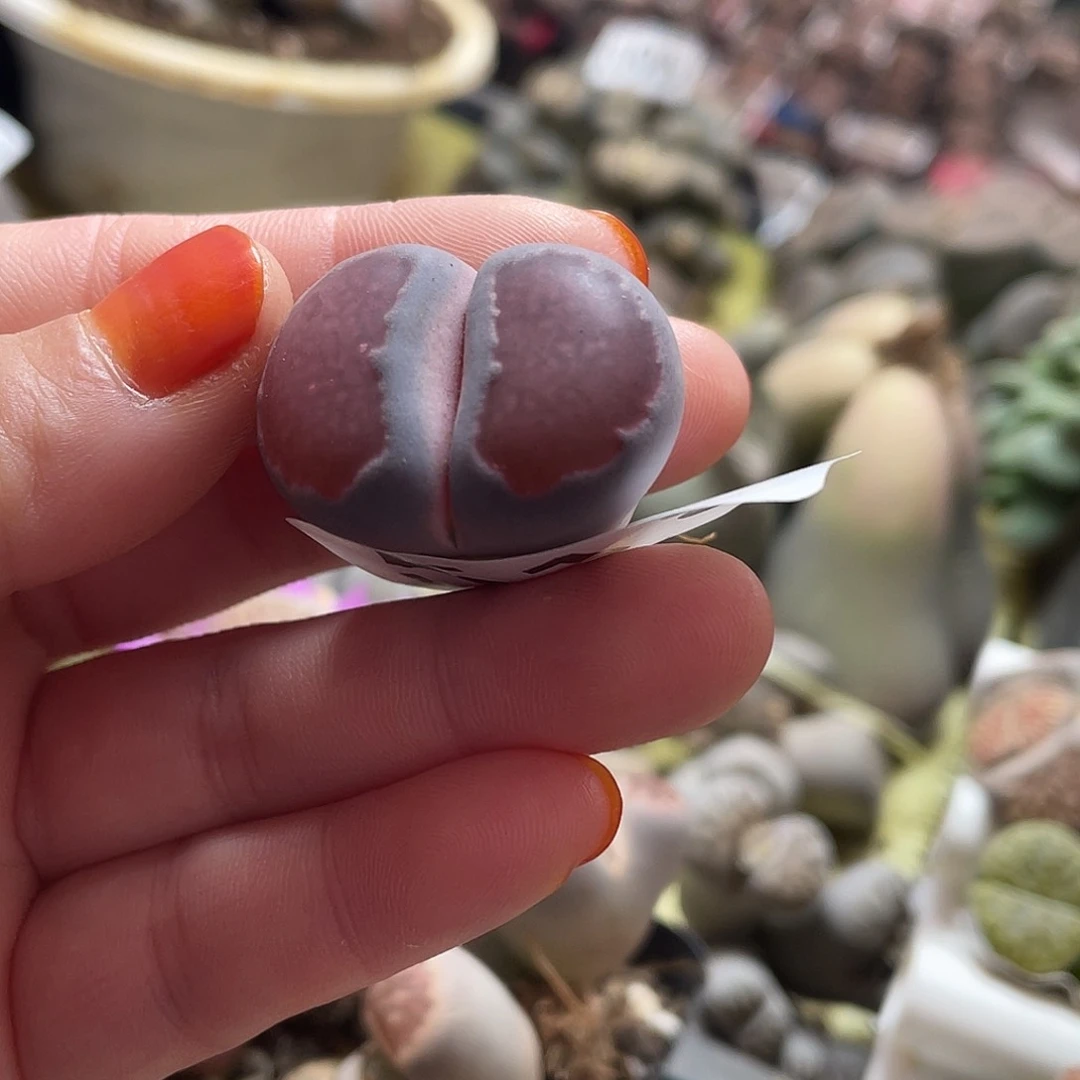 生石花一颗518000