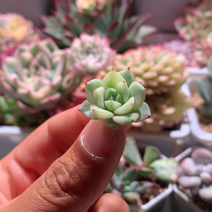 杂交锦宽边锦锦锦锦