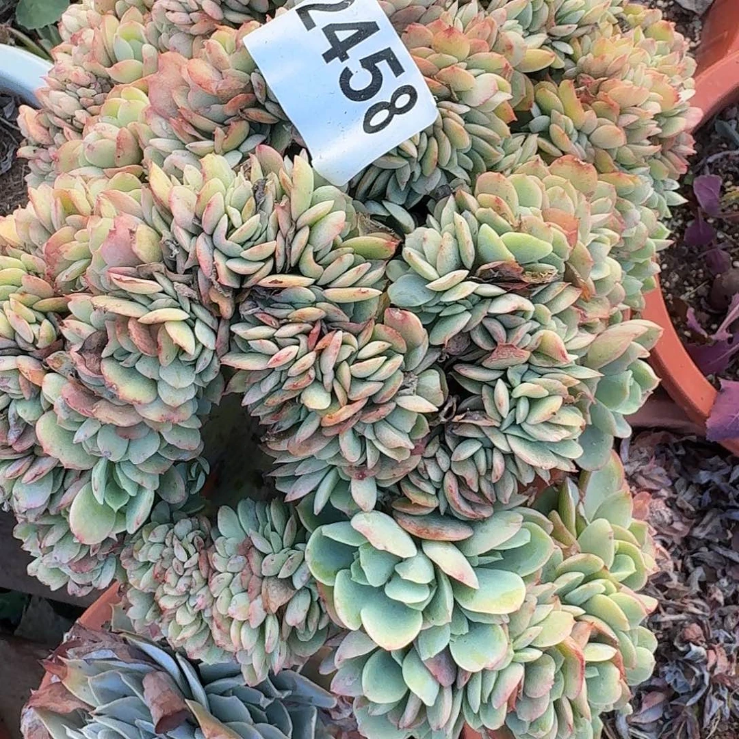 Y3161616166131313131