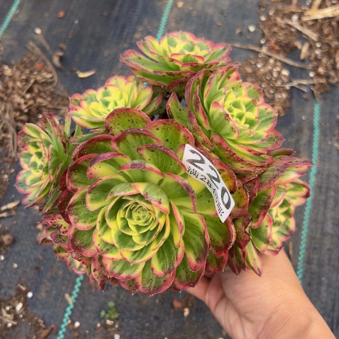 多肉植物220海王的