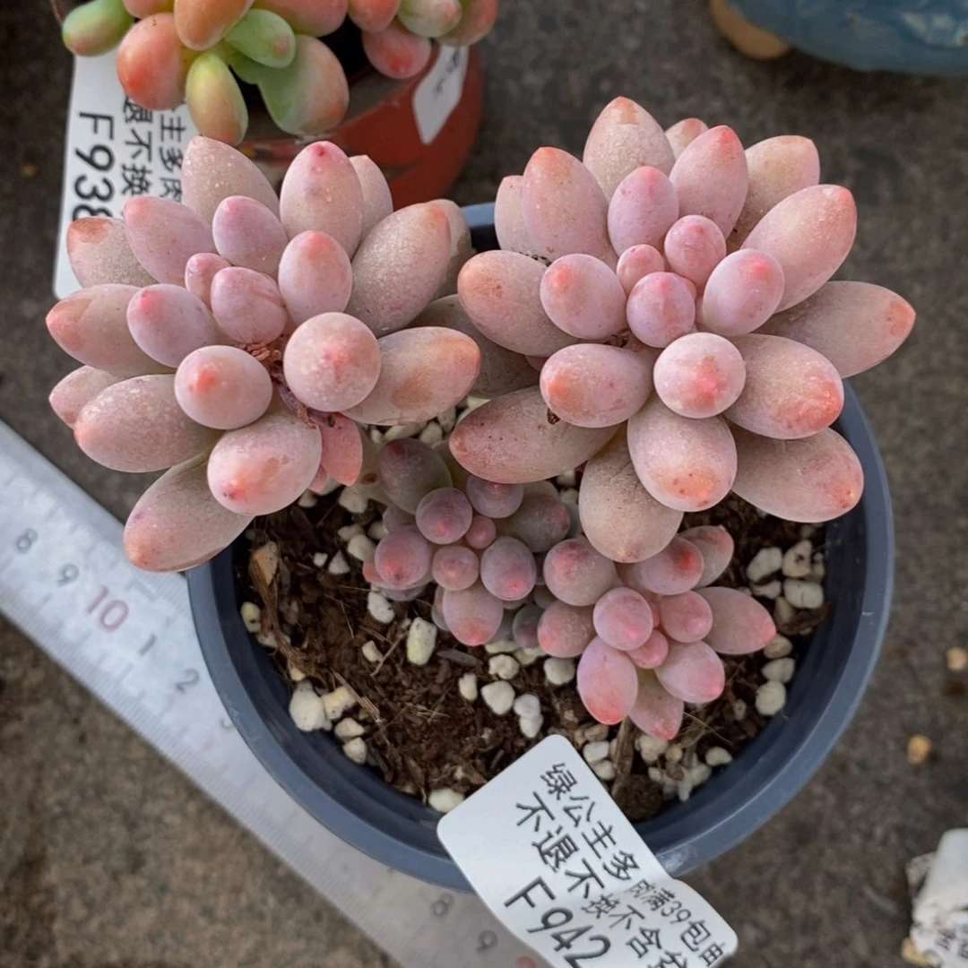 香水手指942/8cm的肉