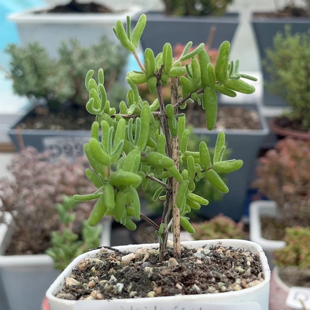 356彩虹卷锦枝干番杏