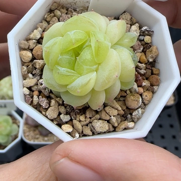 144号财富胖表妹晗雨多肉