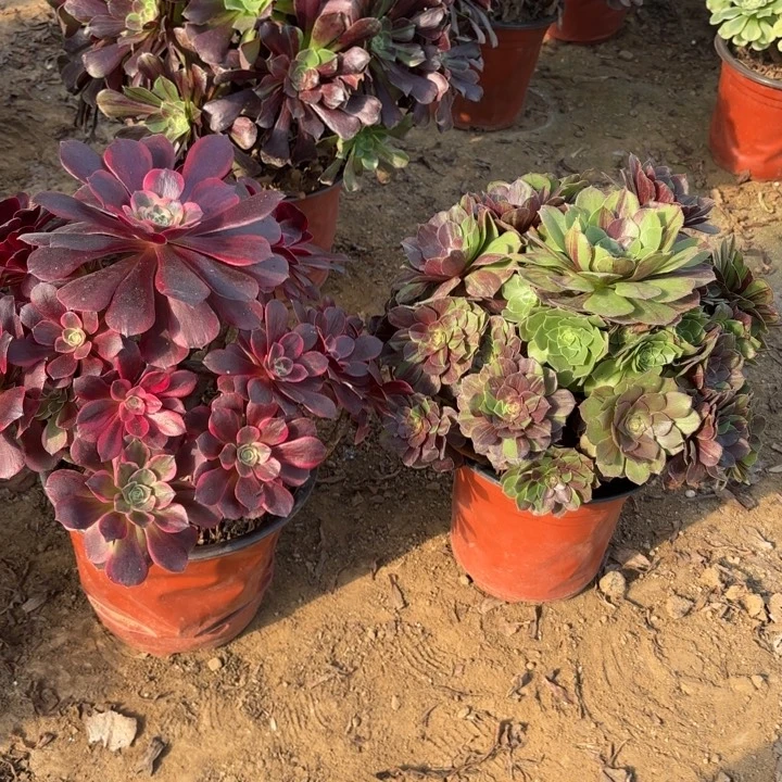 *****美杜莎和花月夜法师