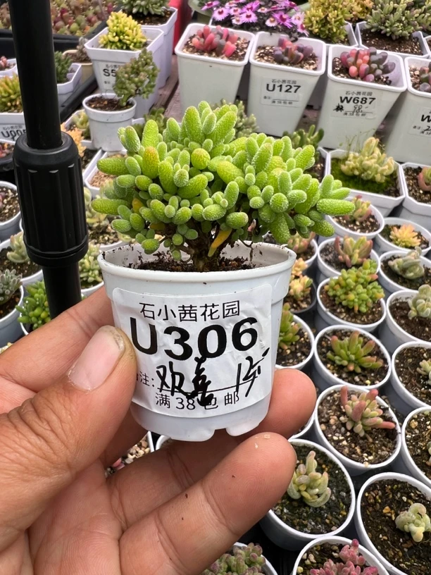 欢喜专拍多肉植物枝干番杏金桔