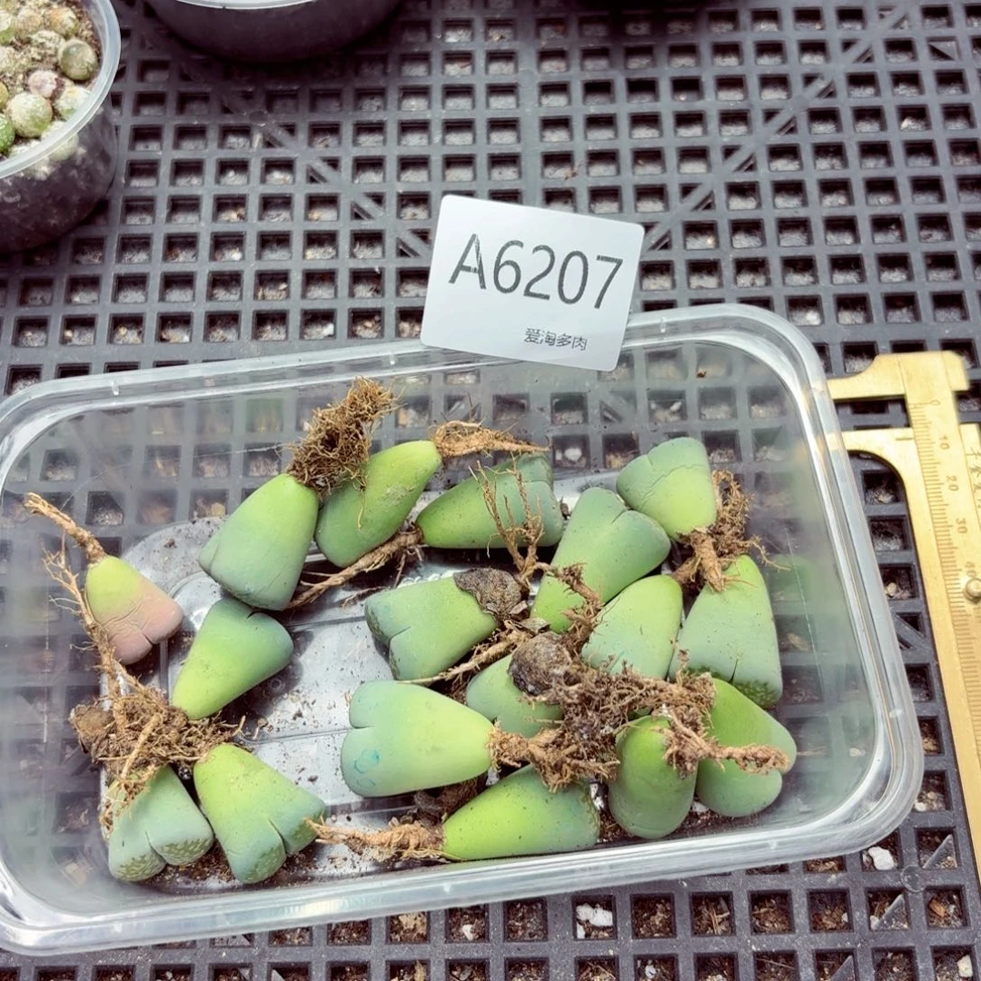 6207–生石花 生石花
