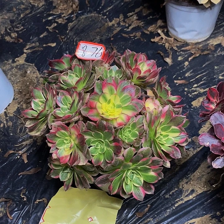 粉体海王老桩捧花876号