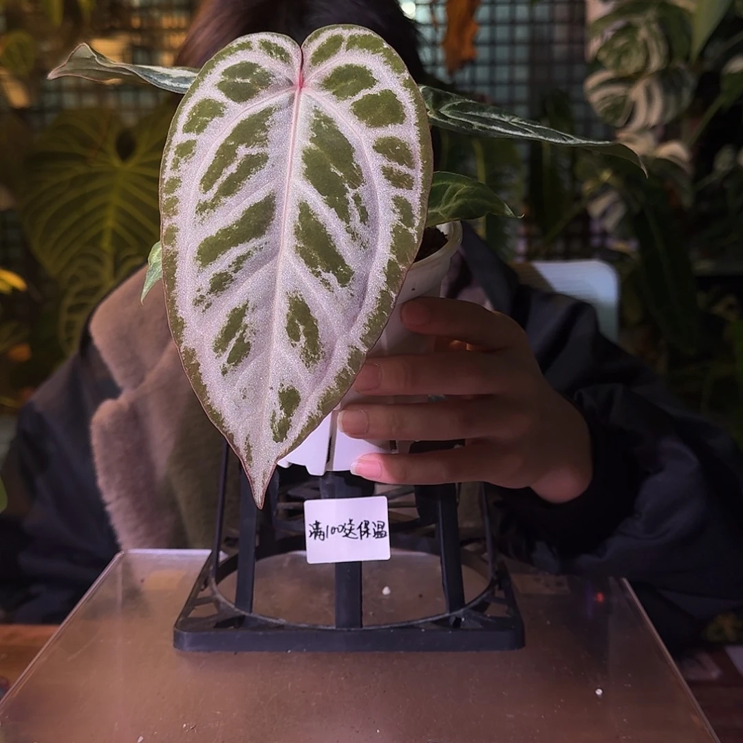 不开花植物G541蓝月石