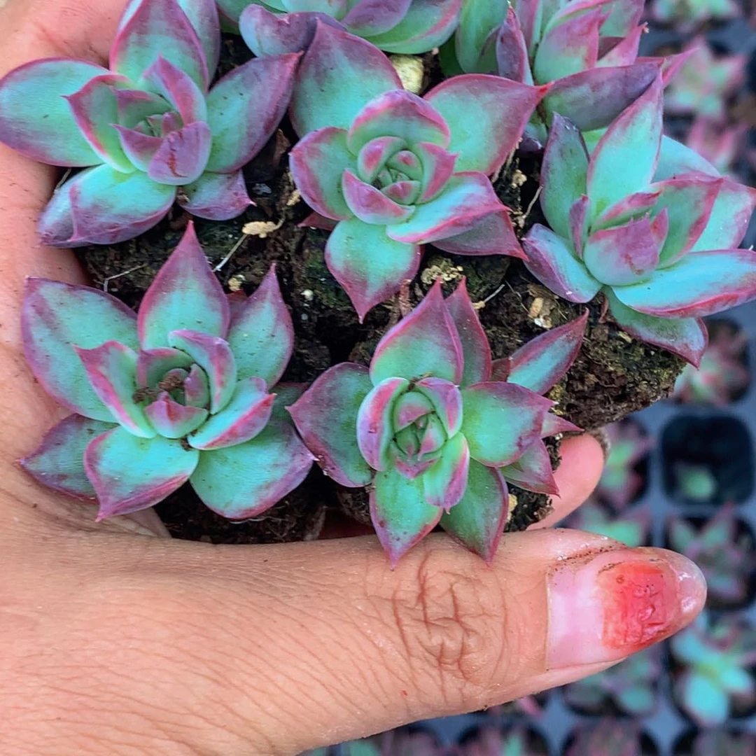 惊鸿仙子10颗 包邮 多肉