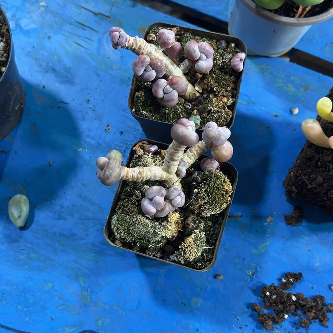 腰子蛋群多肉植物