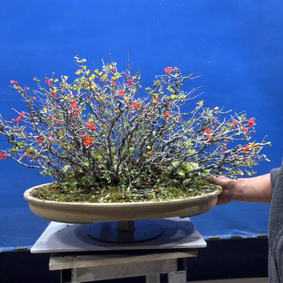 无花朵88888888888