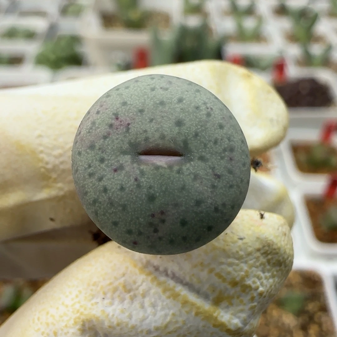 11-30-528当天满38包邮园艺奶油嘴1.4cm