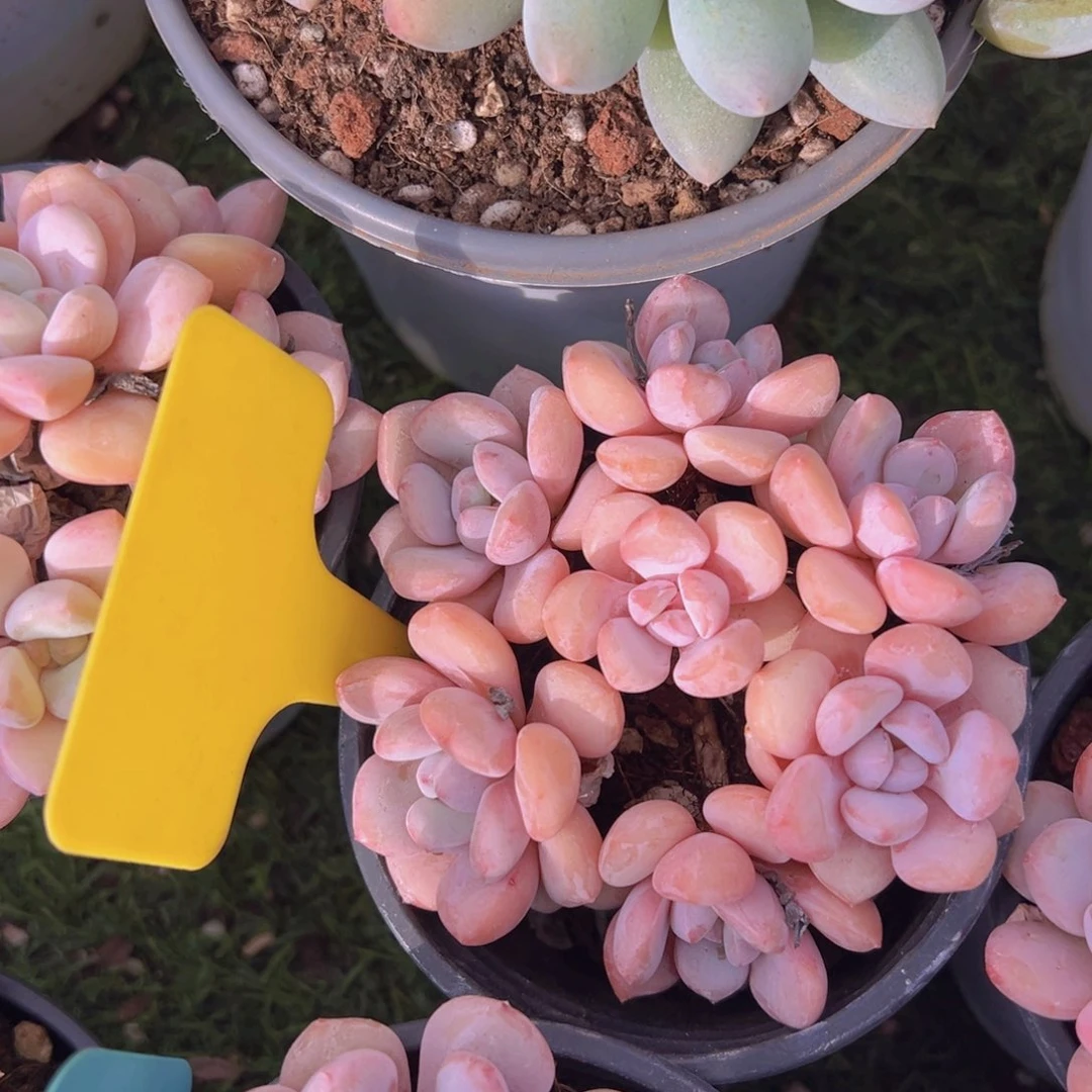 还**熊香玉的故事是一个人的故事