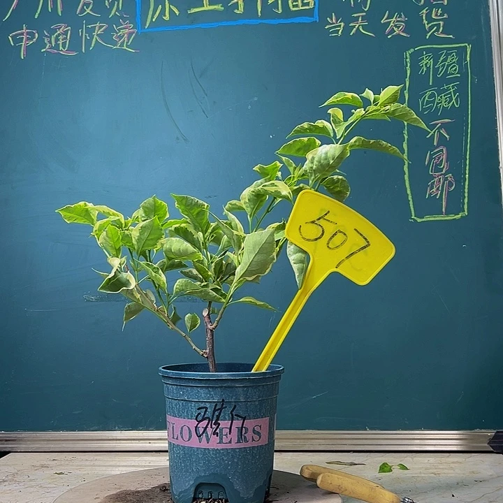 当前无花栽培后可以开花下播  马斯  507
