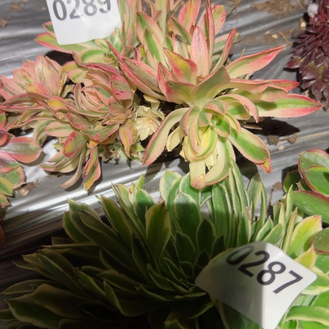 289 号多肉植物法师新年福利