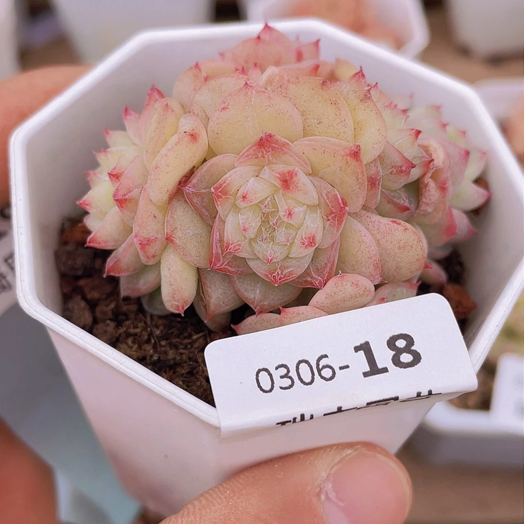 00000000000018量拍