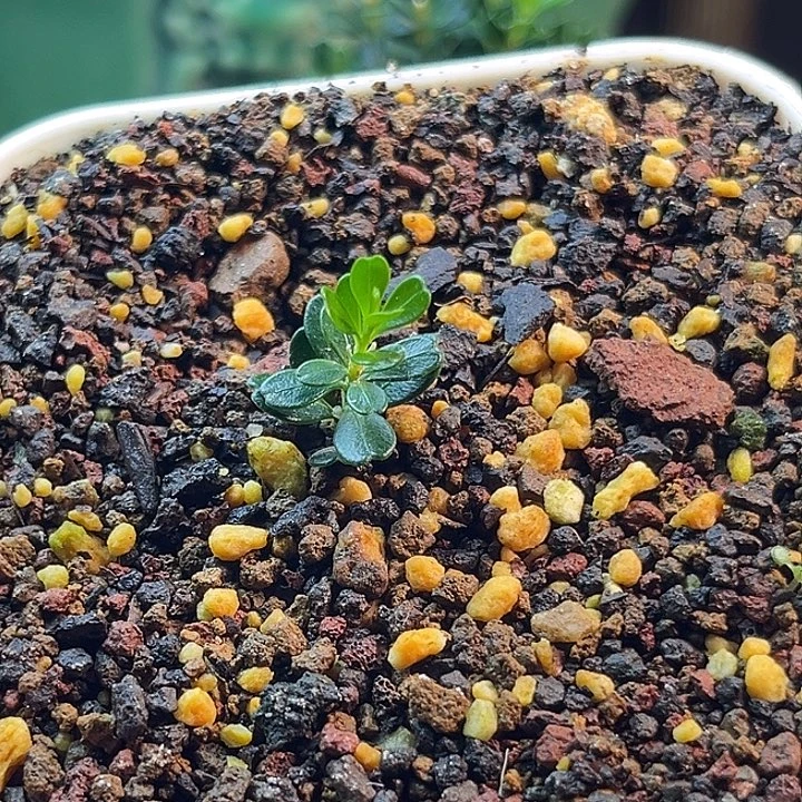 9***7无花朵凤米黄杨一物一拍