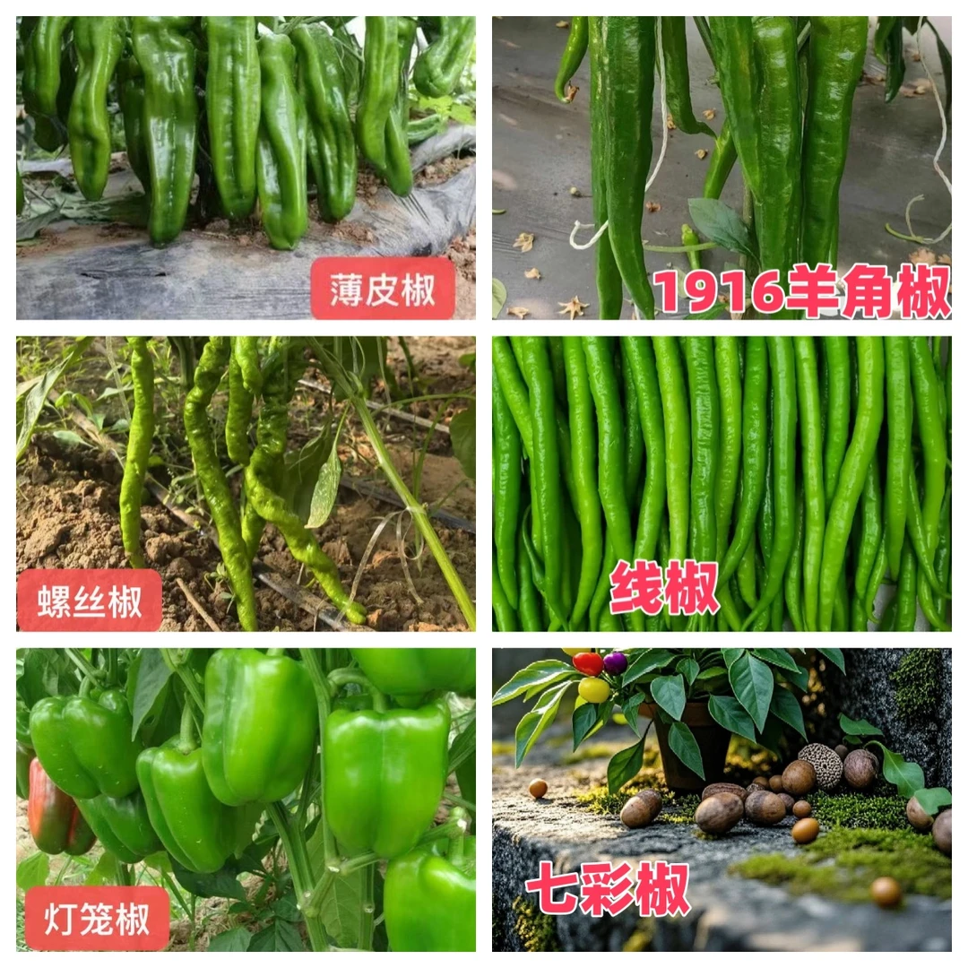 高产薄皮辣椒椒苗螺丝椒苗羊角椒线椒灯龙椒七彩椒苗阳台四季种植