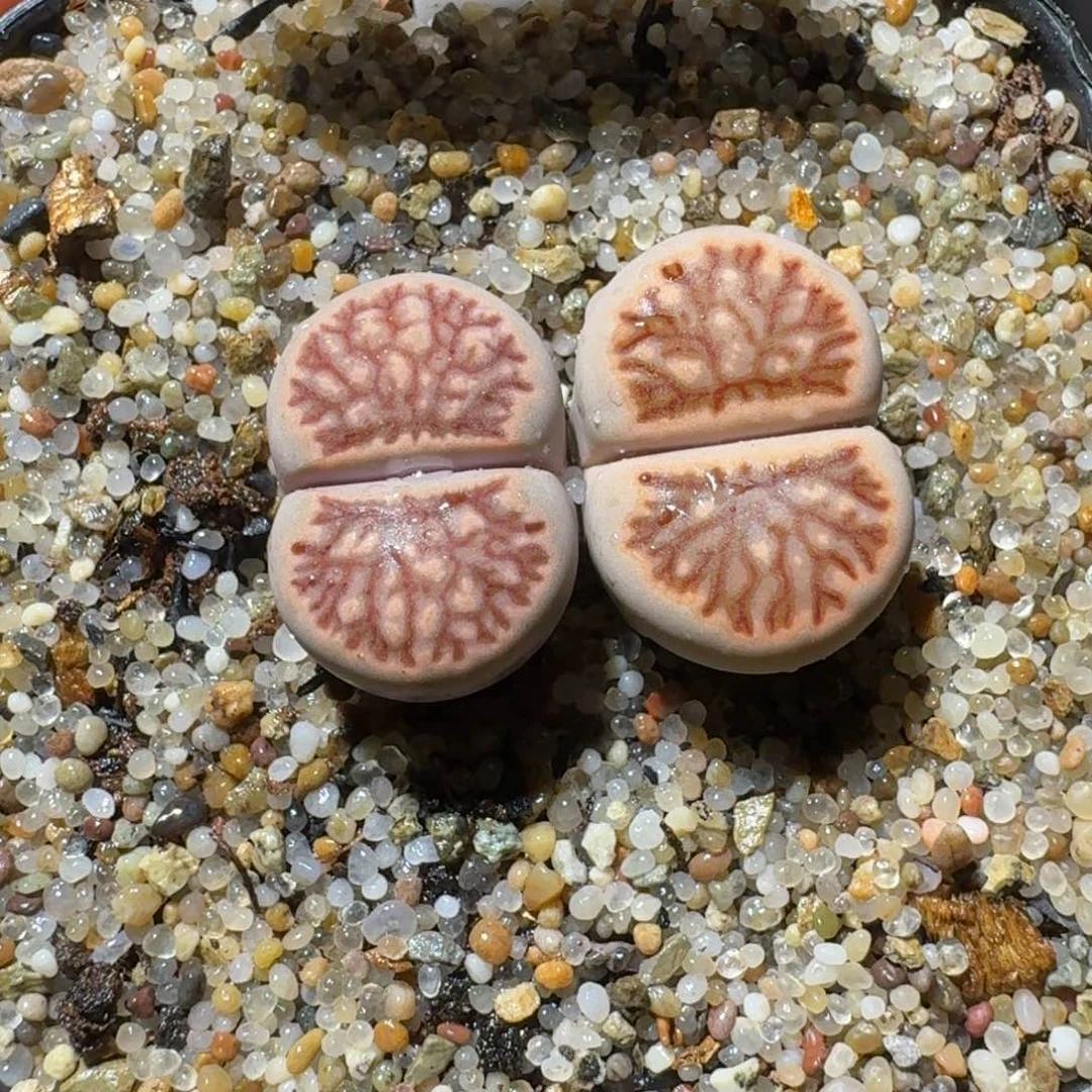 高品质生石花清清1094