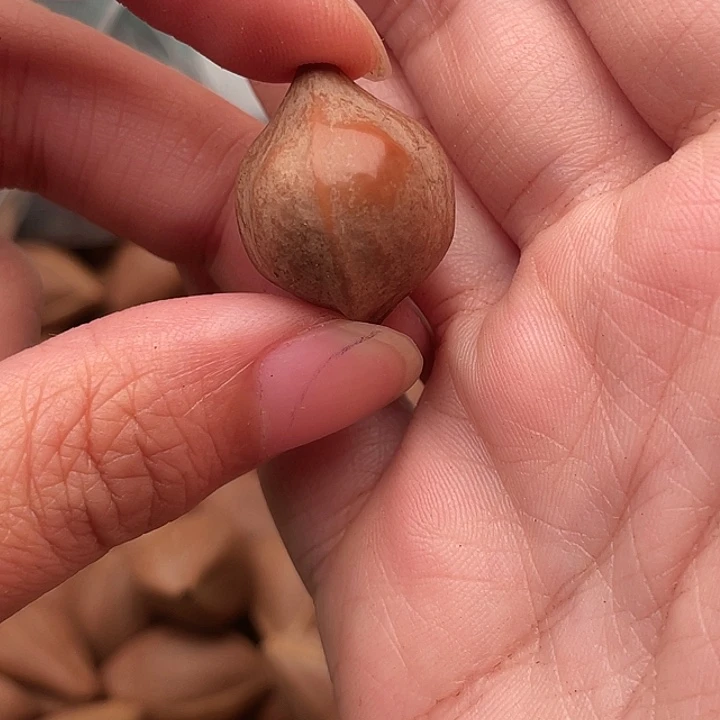 孔***雀橄榄核手串/手链橄榄