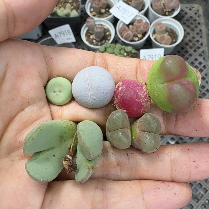 7920 生石花和肉锥