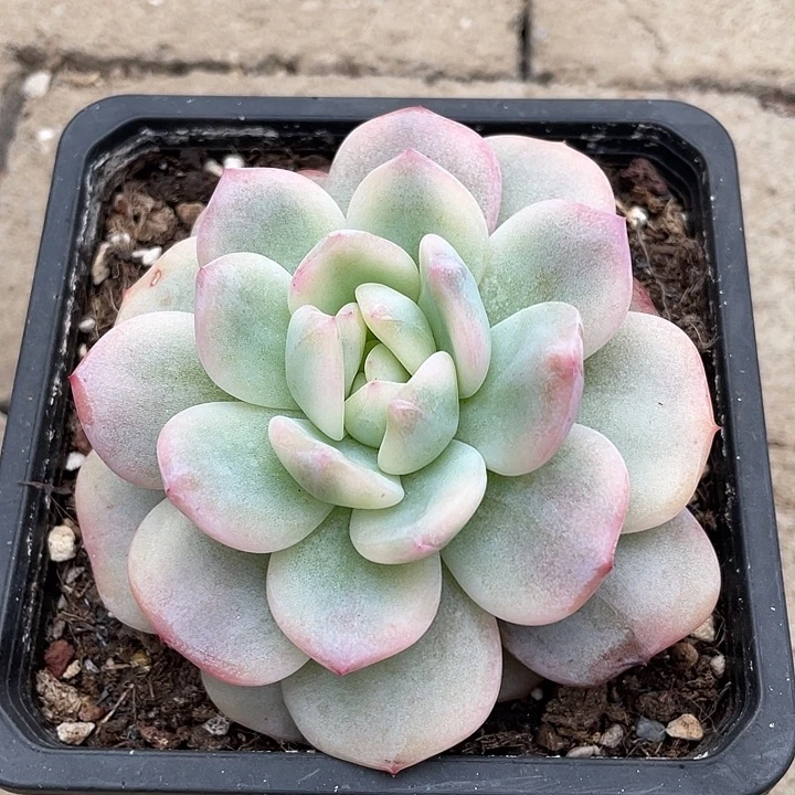星影锦一物一拍锦龙