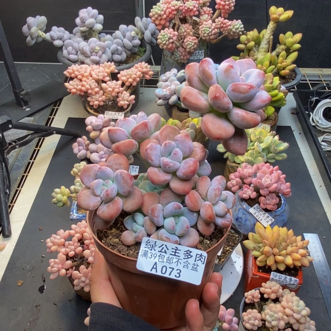 073樱花洛神多肉10c m