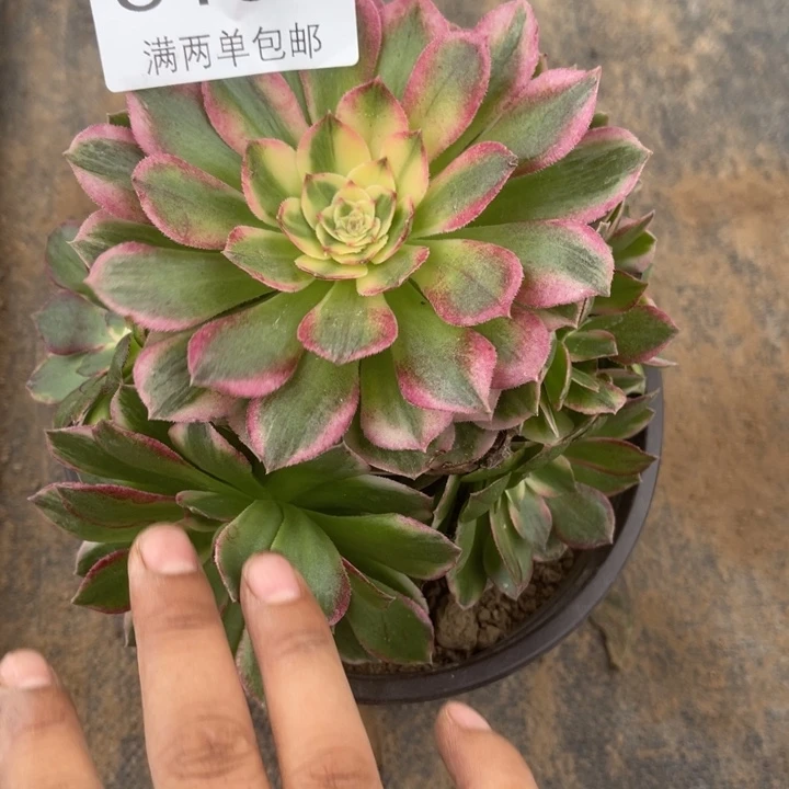 5191海王的人多肉的