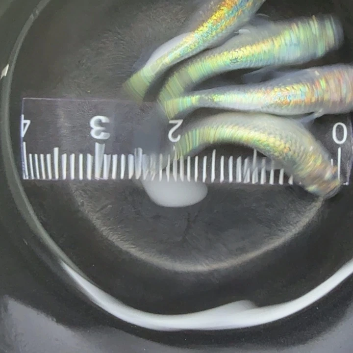 青鳉鱼海王星51号