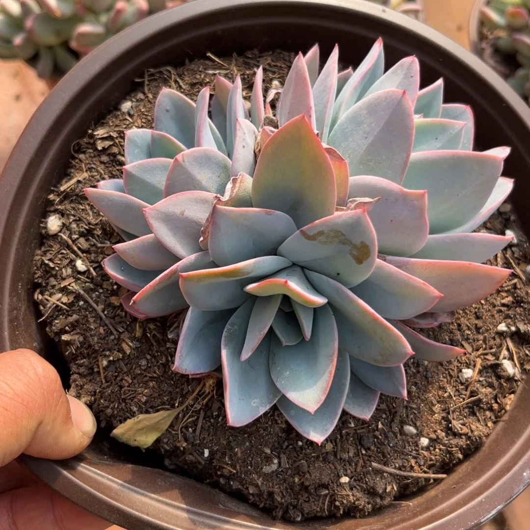 绮***坊多肉植物的生长发育规律