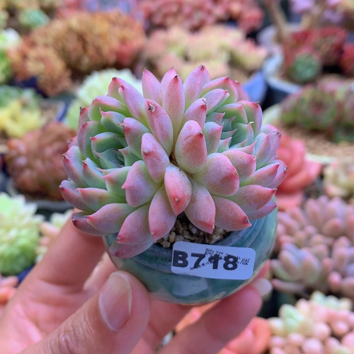 一物一拍含盆土满38包邮B718