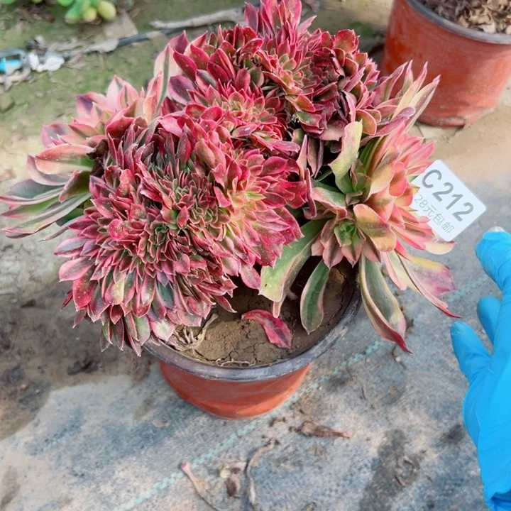 212红秀缀娜多肉