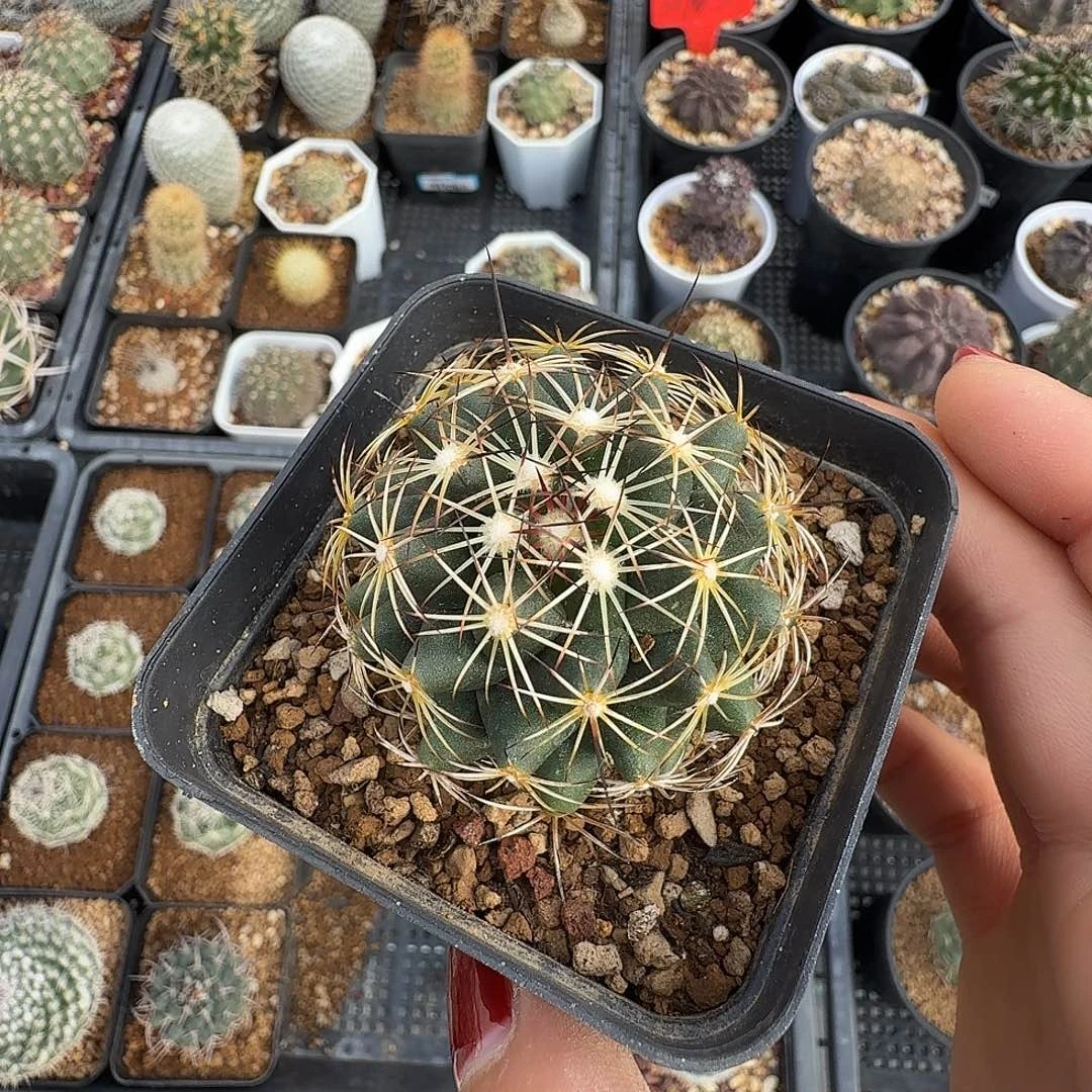 实生顶花球脱土发货