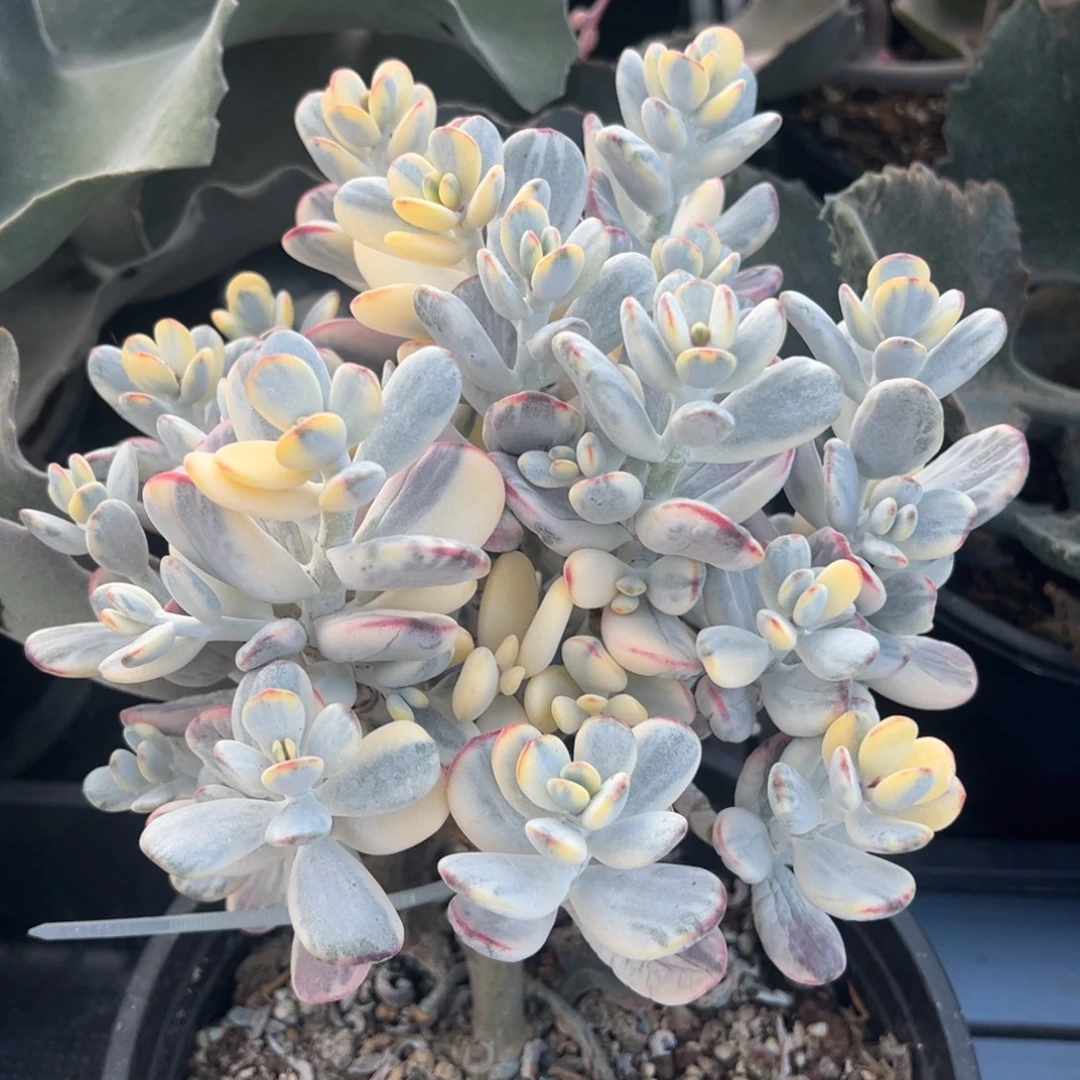 乒乓福娘锦，大群生