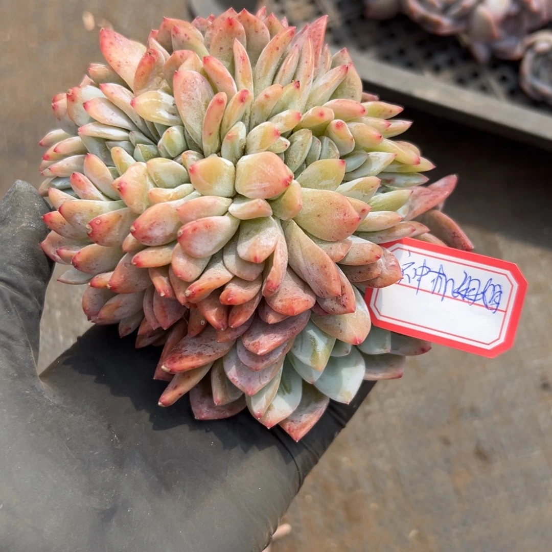 神**姐神机姐000000000000