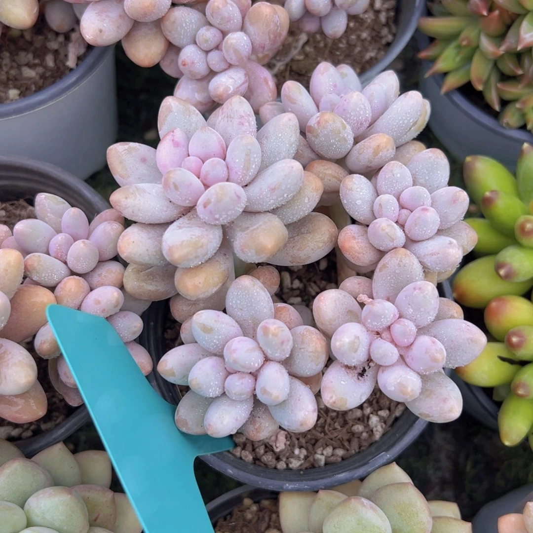 香玉的故事是一个人的