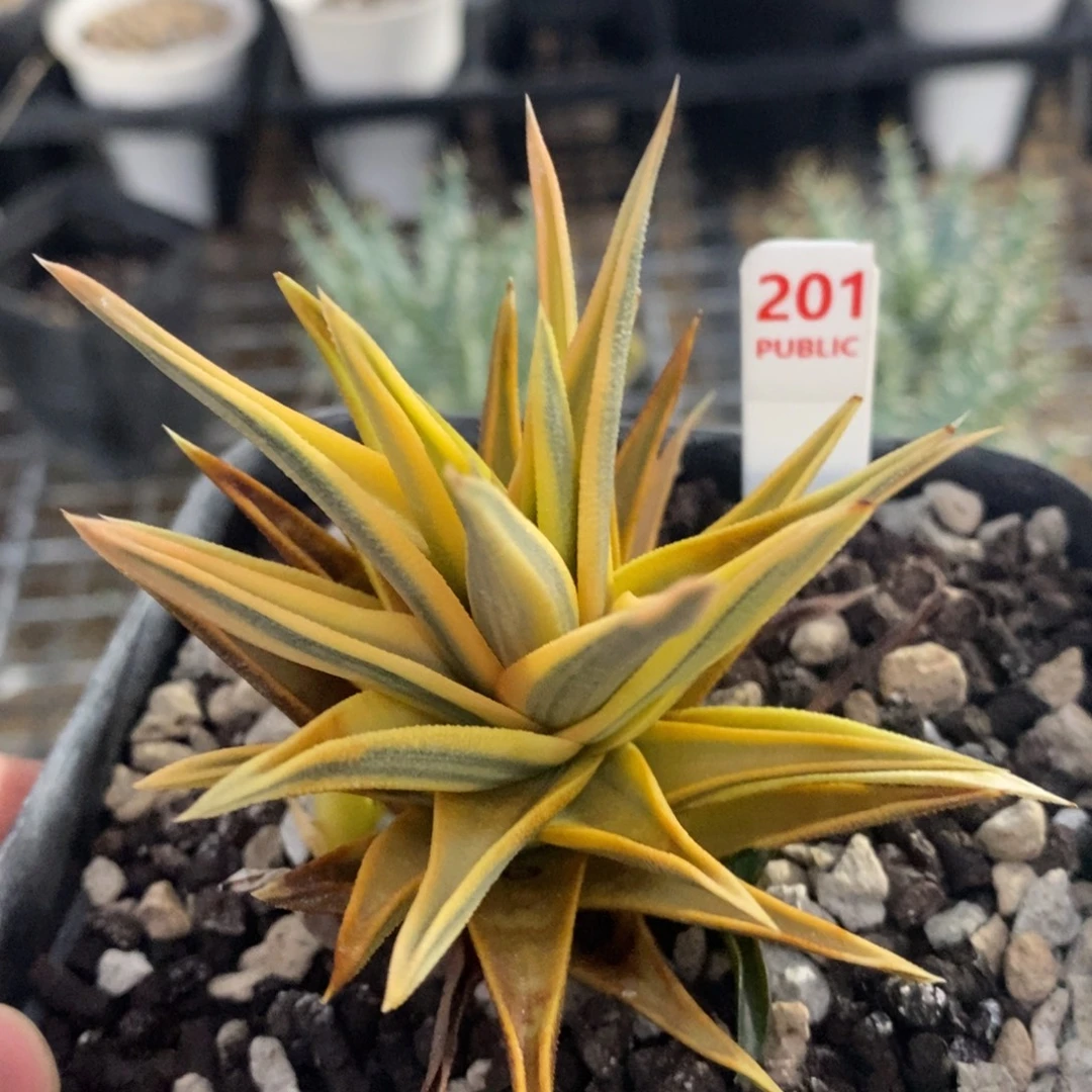 不开花植物201象牙塔十二卷多肉植物