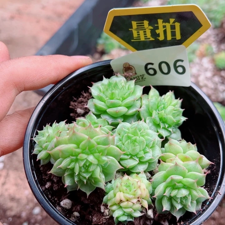 多肉植物多肉植物