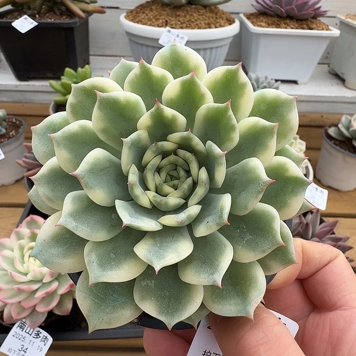 十秋锦11111119-31