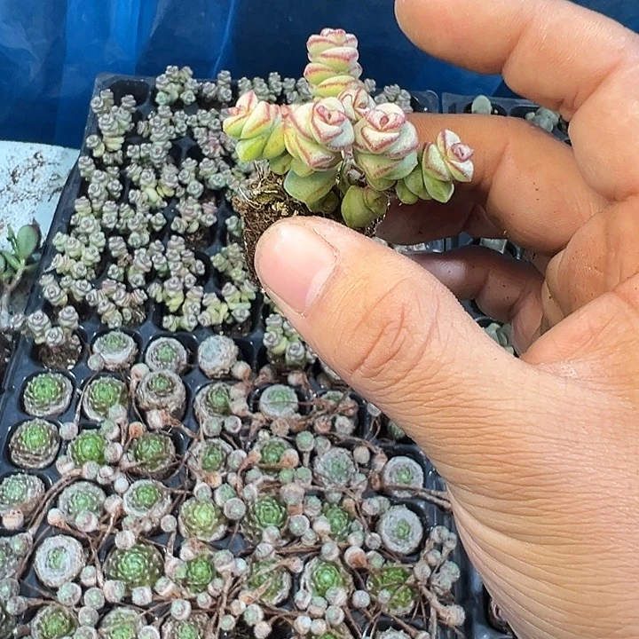 钱串群 满10颗包邮