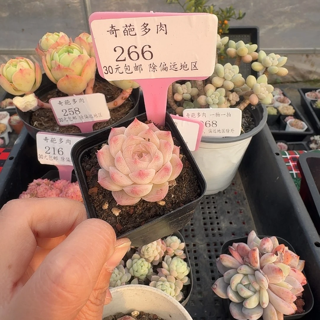 266 脱土 不包整 30元包邮非偏远