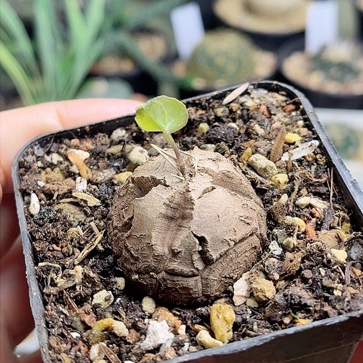 南非龟甲龙实生球3.3
