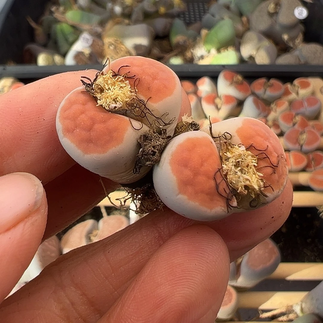 1598清了11111111111111111